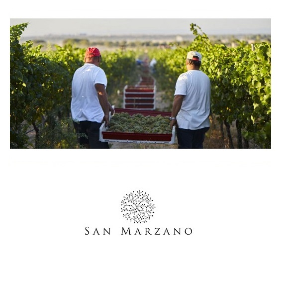 casi-di-studio-cantine-san-marzano